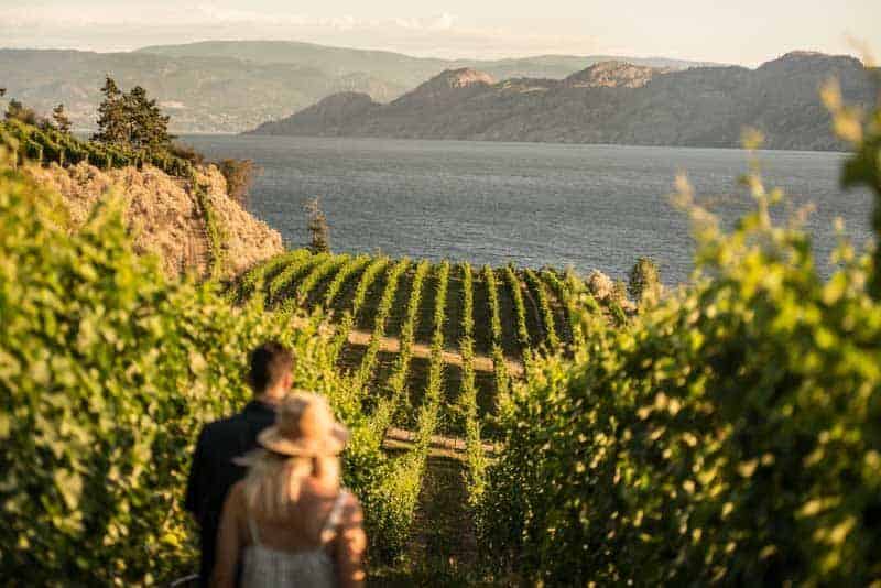 evolve-cellars-vineyard