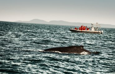 La Chanson de Quebec Whales